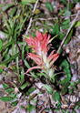 Castilleja rhexifolia